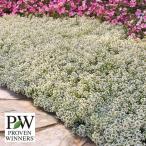 26年5月中下旬予約スーパーアリッ...