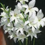 球根/25年9月中下旬予約グラジオ...