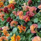 草花の苗/25年11月中下旬予約パ...