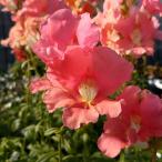 草花の苗/25年10月中下旬予約キ...