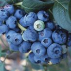 果樹の苗/25年9月中下旬予約ブル...