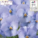 草花の苗/25年11月中下旬予約ビ...