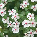 草花の苗/25年6月中下旬予約 ニチニチソウ（ビンカ）：スターカイト　ポルカドット3号ポット