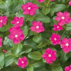 草花の苗/25年6月中下旬予約 ニチニチソウ（ビンカ）：スターカイト　チェリーピンク3号ポット