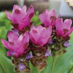 球根26年3月中下旬予約クルクマプ...