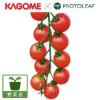 野菜の苗/25年6月中下旬予約 トマト（ミニ）：こあまちゃん(R)サマー3.5号ポット