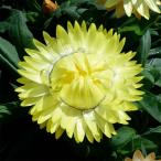 草花の苗26年3月中下旬予約ヘリク...