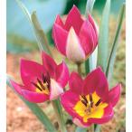 球根/25年9月中下旬予約チューリ...