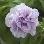 草花の苗26年4月上旬予約ペチュニ...