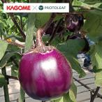 野菜の苗26年4月下旬予約ナスカゴ...