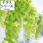草花の苗26年5月中下旬予約イポメ...