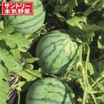 野菜の苗/24年4月下旬予約 スイカ：甘小丸スイカ接木苗3.5号ポット 6株セット