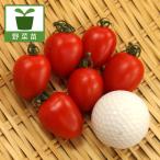 野菜の苗26年4月下旬予約ミニトマ...