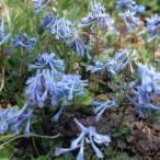  луговые и горные травы. рассада 26 год 3 месяц средний последняя декада предварительный заказ kolida белка (. корень engosak) голубой - long 3 номер pot 