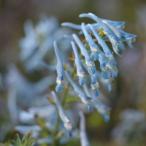  луговые и горные травы. рассада 26 год 3 месяц средний последняя декада предварительный заказ kolida белка (. корень engosak)poruse Ran голубой 3 номер pot 