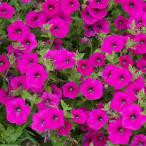 草花の苗26年3月中下旬予約ペチュ...