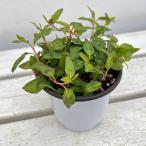 ハーブの苗26年4月上旬予約アジア...