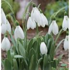 球根/25年9月中下旬予約スノード...