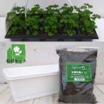 野菜の苗/25年9月中下旬予約おく...