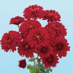 草花の苗/25年9月中下旬予約キク...