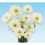 草花の苗/25年9月中下旬予約キク...