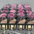 草花の苗/25年11月中下旬予約ハ...