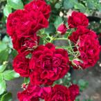 バラの苗/25年11月中下旬予約つ...