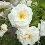 バラの苗/25年11月中下旬予約つ...