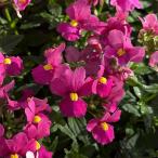 草花の苗/25年11月中下旬予約ネ...