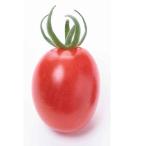 野菜の苗26年4月下旬予約ミニトマ...