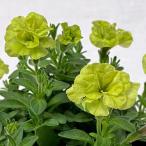 草花の苗26年3月中下旬予約ペチュ...