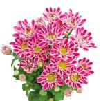 草花の苗/25年6月中下旬予約 手間なし菊苗：8月咲き変わり菊：メグ4号ポット