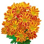 草花の苗/25年6月中下旬予約 手間なし菊苗：8月咲き変わり菊：チェスター4号ポット