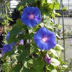 草花の苗26年4月下旬予約アサガオ...