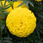 草花の苗26年4月下旬予約マリーゴ...