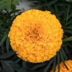 草花の苗26年4月下旬予約マリーゴ...