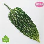  овощи. рассада 26 год 5 месяц средний последняя декада предварительный заказ горький огурец (..* момордика харанция ) салат горький огурец -3 номер pot 6 АО комплект 