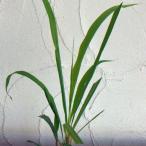 ハーブの苗26年3月中下旬予約レモ...