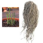  овощи. рассада /25 год 12 месяц сверху средний . предварительный заказ спаржа : зеленый стебель вид (. сырой серия ) элемент .. АО LL размер super jumbo АО ( профессиональный )