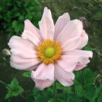 草花の苗/25年6月中下旬予約 シュウメイギク（秋明菊）：桃花八重3号ポット*