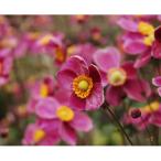 草花の苗/25年6月中下旬予約 シュウメイギク（秋明菊）：ダイアナ3号ポット*