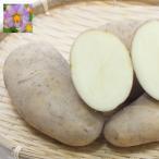  овощи. рассада 26 год 1 месяц средний последняя декада предварительный заказ jagaimo. вид ..me-k in ( Aomori префектура производство )10kg(L-S) размер . шар 