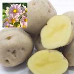  овощи. рассада 26 год 1 месяц средний последняя декада предварительный заказ jagaimo. вид ..kita красный li( Aomori префектура производство )10kg(L-S) размер . шар 