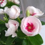 草花の苗/25年6月中下旬予約 ニチニチソウ：ミキ3号ポット