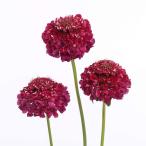 草花の苗/25年10月中下旬予約ス...