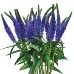 草花の苗26年3月中下旬予約ベロニ...