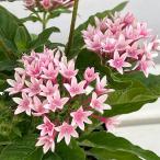 草花の苗 26年5月中下旬予約 ペンタス ラッキースター