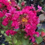 花木庭木の苗26年4月上旬予約サル...