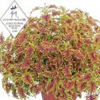 草花の苗26年4月下旬予約コリウス...