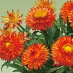 草花の苗26年3月中下旬予約ヘリク...